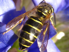 Vespula flaviceps