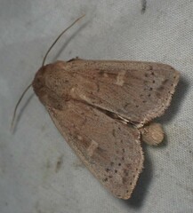 Leucania pseudargyria