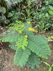 Caesalpinia