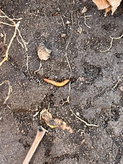 Meracantha contracta