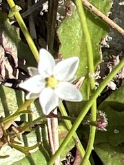 Spergula arvensis