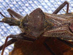 Isyndus obscurus