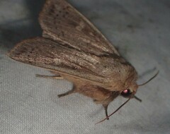 Leucania pseudargyria