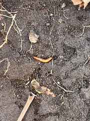 Meracantha contracta