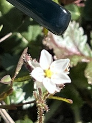 Spergula arvensis