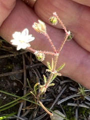 Spergula arvensis
