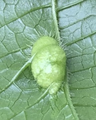 Pachypsylla celtidisumbilicus