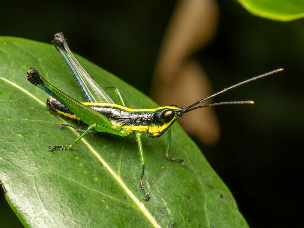 Chlorophlaeobella tananarive