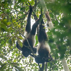 Propithecus edwardsi