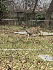 Tragelaphus imberbis