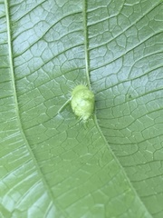 Pachypsylla celtidisumbilicus