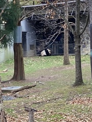 Ailuropoda melanoleuca