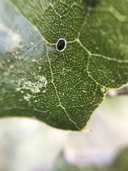 Tetraleurodes perileuca