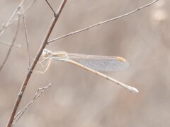 Lestes alacer