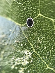 Tetraleurodes perileuca