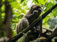 Prolemur simus