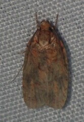 Agonopterix robiniella