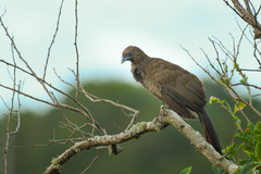 Ortalis squamata