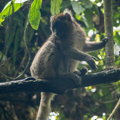 Prolemur simus