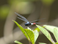 Planiplax erythropyga