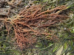 Gracilaria