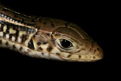 Gerrhosaurus nigrolineatus