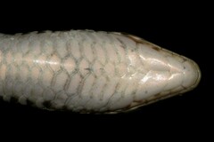 Gerrhosaurus nigrolineatus