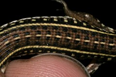 Gerrhosaurus nigrolineatus