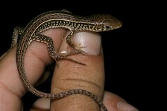 Gerrhosaurus nigrolineatus