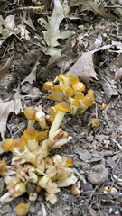Armillaria mellea