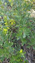 Heteromeles arbutifolia