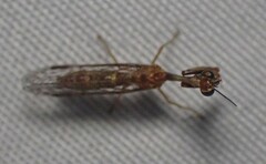 Leptomantispa pulchella