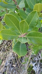 Heteromeles arbutifolia