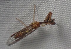 Leptomantispa pulchella