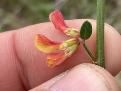 Acmispon watsonii