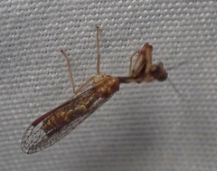 Leptomantispa pulchella