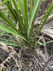 Cordyline australis