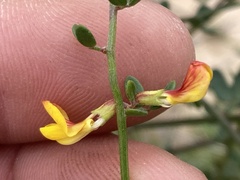 Acmispon watsonii