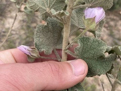 Malacothamnus foliosus