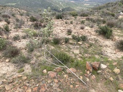 Malacothamnus foliosus