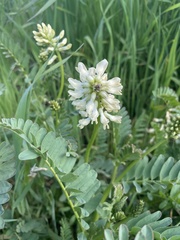 Astragalus pomonensis