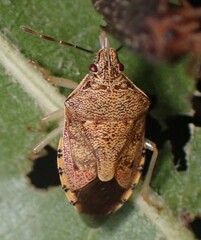 Podisus placidus
