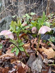Helleborus orientalis