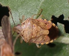Podisus placidus