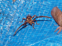 Piesarthrius marginellus