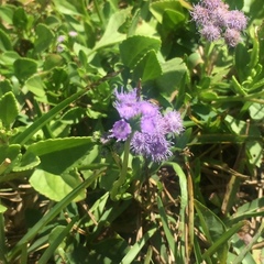 Ageratum