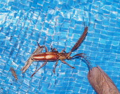 Piesarthrius marginellus