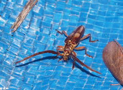 Piesarthrius marginellus