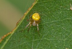Araneus albotriangulus