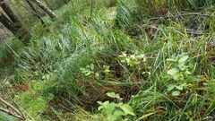 Carex lacustris